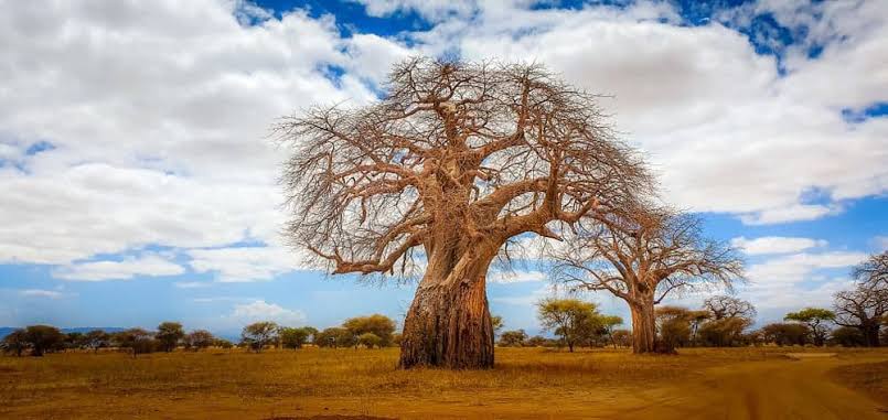 The Sacred Baobab of Tsavo: Africa’s Tree of Life and Legend